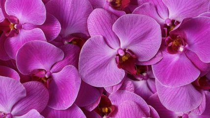 Orchids